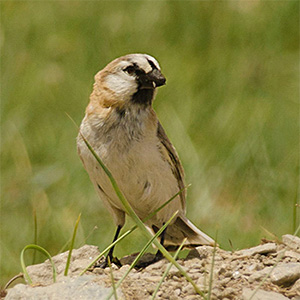 Plain-backed Snowfinch